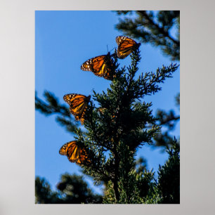 Poster Copie de quatre papillons de monarque