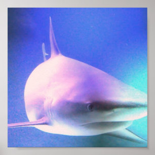 Poster Copie de requin de tueur
