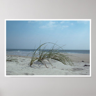 Poster Copie de roseau des sables