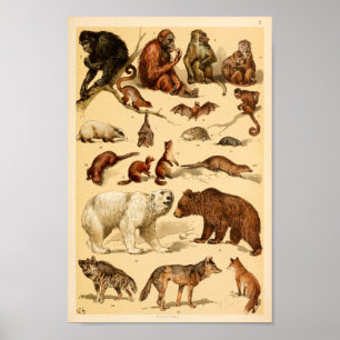 Poster Copie de singes de loup d'ours de collection