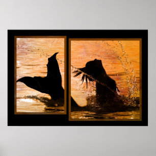 Poster Copie de sirène