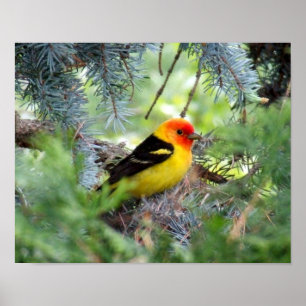 Poster Copie de Tanager occidental