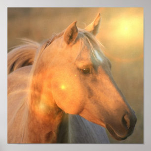 Poster Copie de toile de palomino