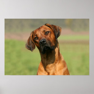Poster Copie de toile de Rhodesian Ridgeback