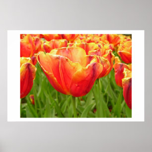 Poster Copie de tulipe de lumière du feu