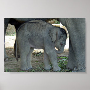 Poster Copie d'éléphant de bébé