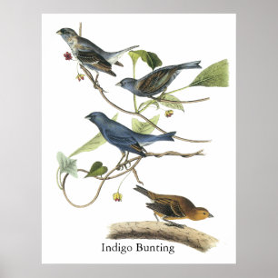Poster Copie d'étamine d'indigo d'Audubon