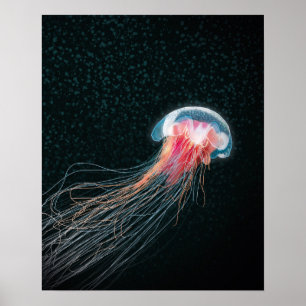 Poster Copie d'illustration de créature de mer profonde