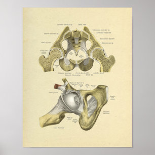 Poster Copie d'os d'anatomie de joint de bassin de hanche