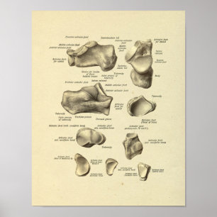 Poster Copie d'os tarsiens d'anatomie de cheville de pied