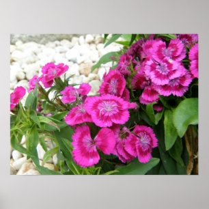 Poster Copie douce rose d'affiche de William/fleur