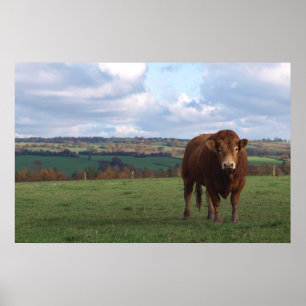 Poster Copie du Limousin Taureau