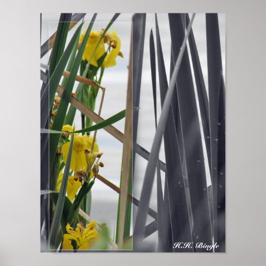 Poster COPIE - fleurs sauvages jaunes (Devant)