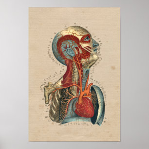 Poster Copie humaine de l'anatomie 1841 de cou de tête de