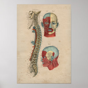 Poster Copie humaine de l'anatomie 1841 de nerfs