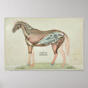Poster Copie interne d'anatomie d'appareillage digestif