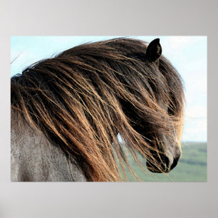 Poster Copie islandaise d'affiche de portrait de cheval