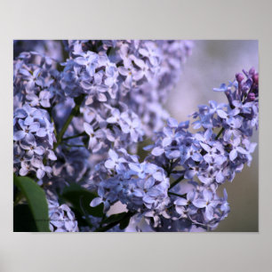 Poster Copie lilas de vision