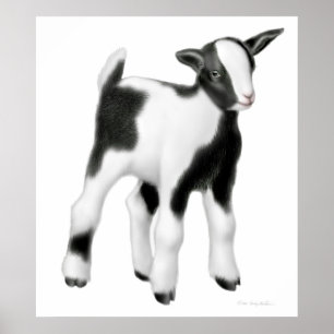 Poster Copie mignonne de chèvre de bébé