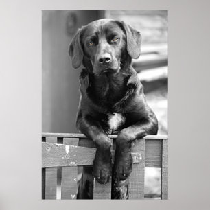 Poster Copie noire d'affiche de chien de Labrador