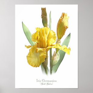 Poster Copie originale jaune d'art d'iris barbu