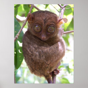 Poster Copie philippine de Tarsier