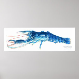 Poster Copie pour aquarelle bleue d'art de homard commun