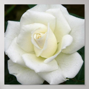 Poster Copie rose d'affiche de significations