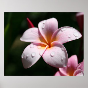 Poster Copie rose d'art de Plumeria