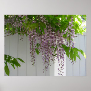 Poster Copie rose de ~ de glycines