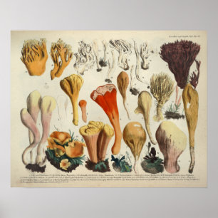 Poster Copie rouge-brun de variété de champignon du cru