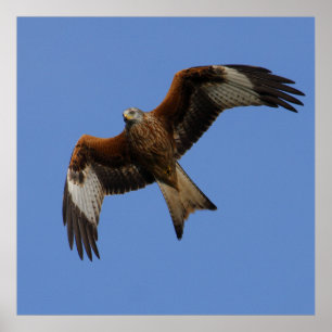 Poster Copie rouge montante de cerf-volant