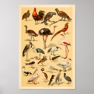 Poster Copie sauvage d'autruche de Flamant rose de