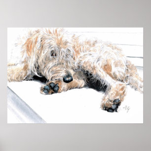 Poster Copie somnolente de Labradoodle