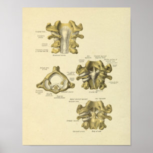 Poster Copie spinale d'os d'anatomie de vertèbres