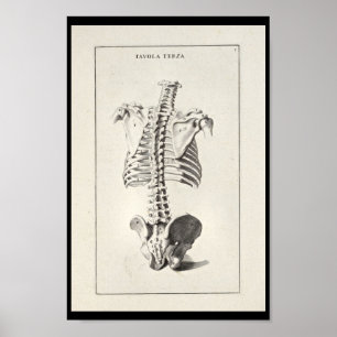 Poster Copie squelettique d'art d'épine de l'anatomie