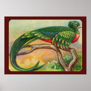 Poster Copie tropicale vintage d'oiseau