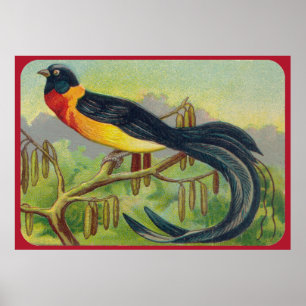 Poster Copie tropicale vintage d'oiseau
