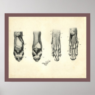 Poster Copie vétérinaire d'anatomie de patte de pied de