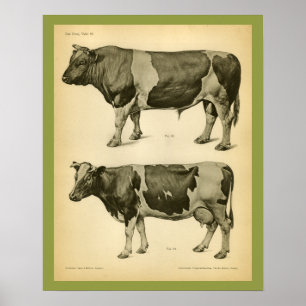 Poster Copie vétérinaire vintage d'anatomie de bétail de