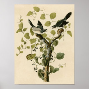 Poster Copie vintage d'affiche de pie-grièche d'imbécile