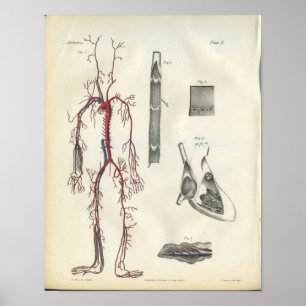 Poster Copie vintage d'anatomie de coeur d'artères