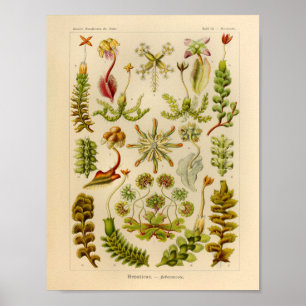 Poster Copie vintage d'art d'Ernst Haeckel de couleur