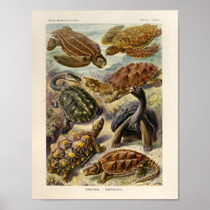 Poster Copie vintage d'art d'Ernst Haeckel de couleur de