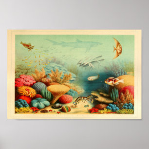 Poster Copie vintage d'art d'Ernst Haeckel de couleur de