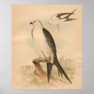 Poster Copie vintage d'art d'oiseau de cerf-volant coupée