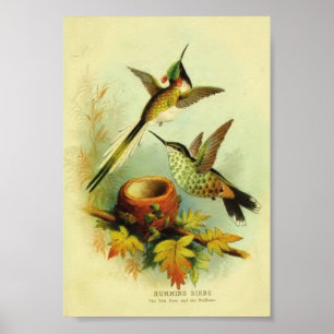 Poster Copie vintage de colibri