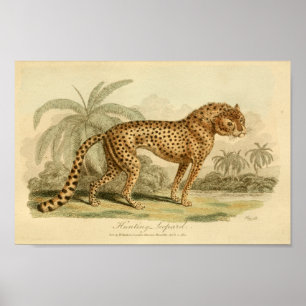 Poster Copie vintage de grand chat d'histoire naturelle