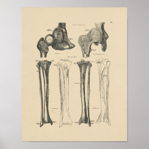 Poster Copie vintage de l'anatomie 1880 d'articulation de