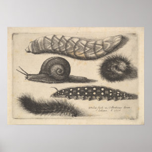 Poster Copie vintage de nature d'insecte d'escargot de